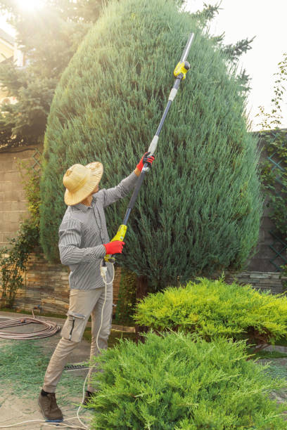 Professional Tree Service in Nampa, ID